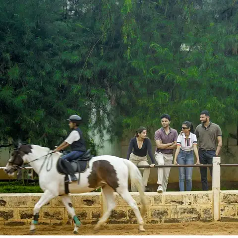 EIRS is home to the finest breeds of 100+ ponies and horses from around the world. 