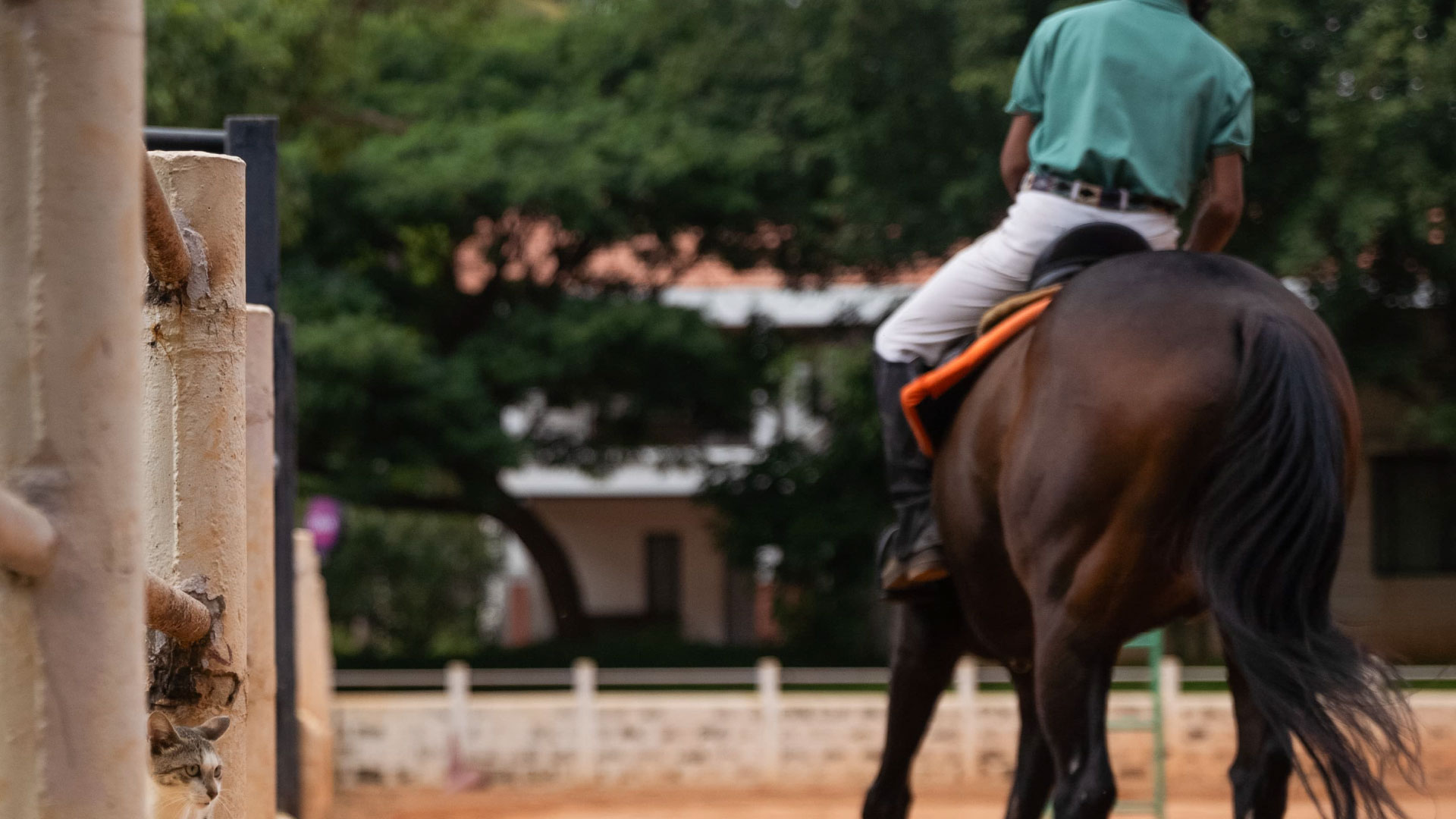 Experience the Serenity of Horse Riding Forest Safari Close to Yelahanka